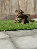 English Bulldog , a female English Bulldog for sale in Sacramento, CA – Photo 5 of 6