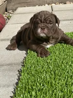 English Bulldog , a female English Bulldog for sale in Sacramento, CA – Photo 4 of 6