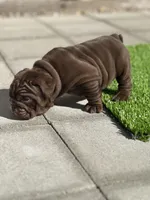 English Bulldog , a female English Bulldog for sale in Sacramento, CA – Photo 2 of 6