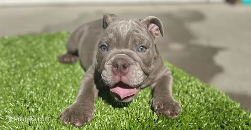 Alvin – English Bulldog puppy for sale in Sacramento, CA