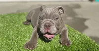 Alvin, a male English Bulldog for sale in Sacramento, CA – 1 of 1