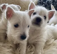 betty, a female West Highland White Terrier for sale in Sacramento, CA – 3 of 6