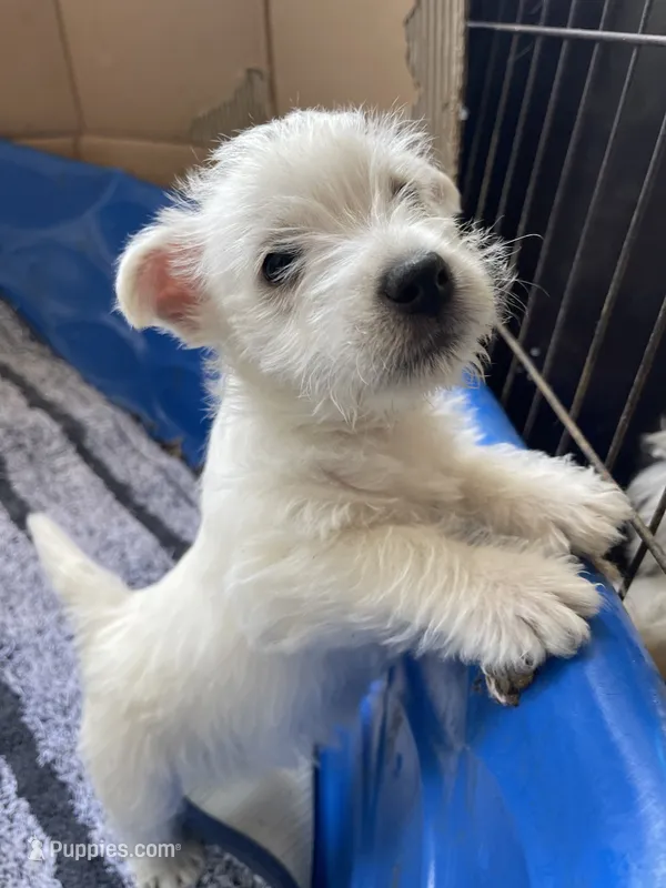 Kirk, a male West Highland White Terrier for sale in Sacramento, CA – 1 of 9