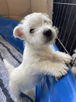betty, a female West Highland White Terrier for sale in Sacramento, CA – 4 of 6