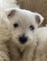 betty, a female West Highland White Terrier for sale in Sacramento, CA – 2 of 6