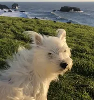 Kirk, a male West Highland White Terrier for sale in Sacramento, CA – 6 of 9