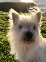 Kirk, a male West Highland White Terrier for sale in Sacramento, CA – 4 of 9