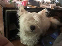 Kirk, a male West Highland White Terrier for sale in Sacramento, CA – 8 of 9