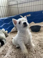 betty, a female West Highland White Terrier for sale in Sacramento, CA – 5 of 6