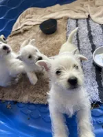 Kirk, a male West Highland White Terrier for sale in Sacramento, CA – 5 of 9