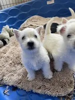 betty, a female West Highland White Terrier for sale in Sacramento, CA – 6 of 6