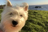 Kirk, a male West Highland White Terrier for sale in Sacramento, CA – 3 of 9