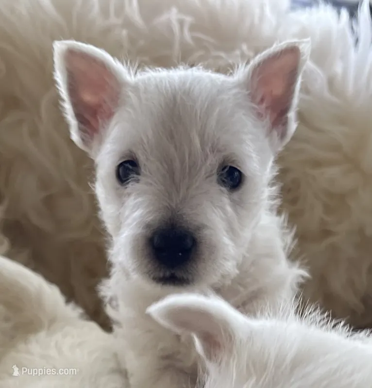 betty – West Highland White Terrier puppy for sale in Sacramento, CA
