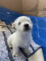 Kirk, a male West Highland White Terrier for sale in Sacramento, CA – 9 of 9
