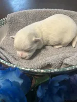 Snow, a male Maltese for sale in Jacksonville, FL – 5 of 8