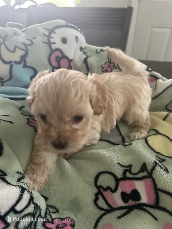 Tobby – Maltipoo puppy for sale in Jacksonville, FL