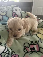 Tobby, a male Maltipoo for sale in Jacksonville, FL – 1 of 1