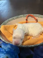 Peach, a female Maltese for sale in Jacksonville, FL – 4 of 4