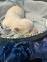 Blue, a male Maltese for sale in Jacksonville, FL – 3 of 10