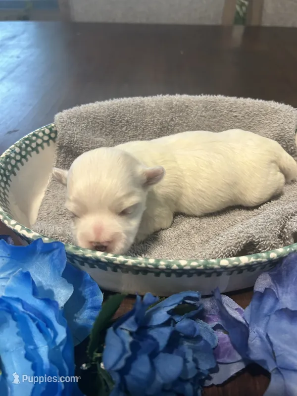 Snow – Maltese puppy for sale in Jacksonville, FL