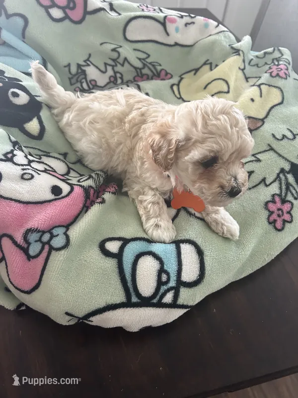 White – Maltipoo puppy for sale in Jacksonville, FL