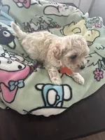 White, a female Maltipoo for sale in Jacksonville, FL – 1 of 1