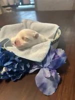 Blue, a male Maltese for sale in Jacksonville, FL – 6 of 10