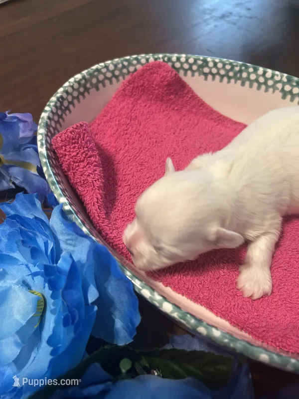 Pink – Maltese puppy for sale in Jacksonville, FL