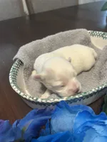Snow, a male Maltese for sale in Jacksonville, FL – 4 of 8