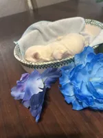 Blue, a male Maltese for sale in Jacksonville, FL – 5 of 10