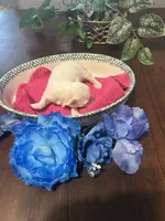Pink, a female Maltese for sale in Jacksonville, FL – 5 of 5