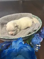Snow, a male Maltese for sale in Jacksonville, FL – 7 of 8