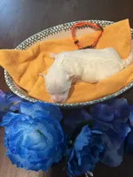 Peach, a female Maltese for sale in Jacksonville, FL – 2 of 4