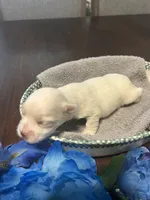 Snow, a male Maltese for sale in Jacksonville, FL – 6 of 8