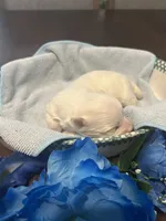 Blue, a male Maltese for sale in Jacksonville, FL – 9 of 10