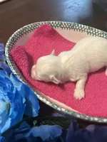 Pink, a female Maltese for sale in Jacksonville, FL – 4 of 5