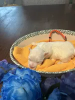Peach, a female Maltese for sale in Jacksonville, FL – 3 of 4