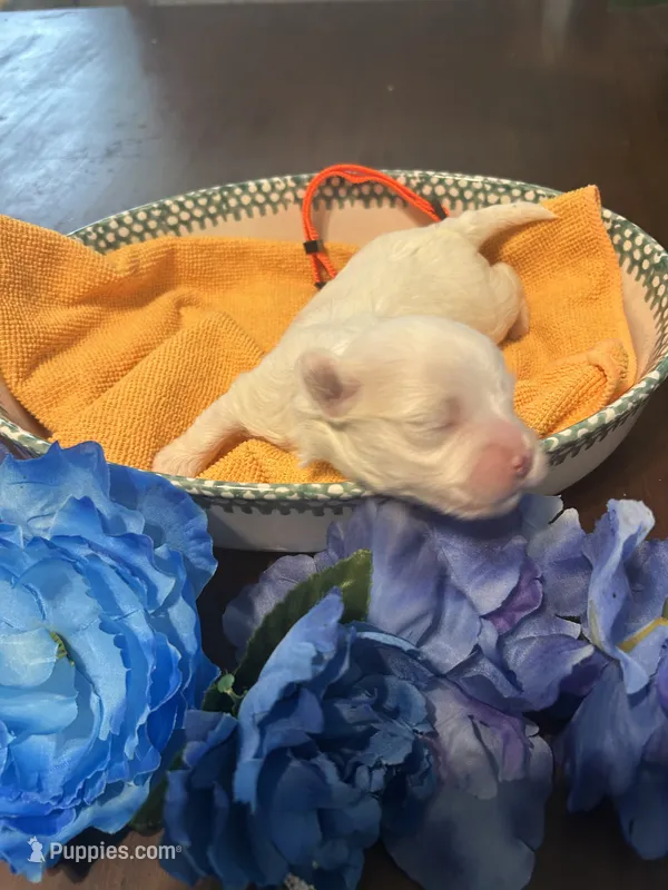 Peach – Maltese puppy for sale in Jacksonville, FL