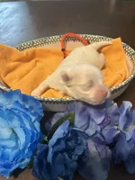 Peach, a female Maltese for sale in Jacksonville, FL – 1 of 4