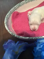 Pink, a female Maltese for sale in Jacksonville, FL – 2 of 5