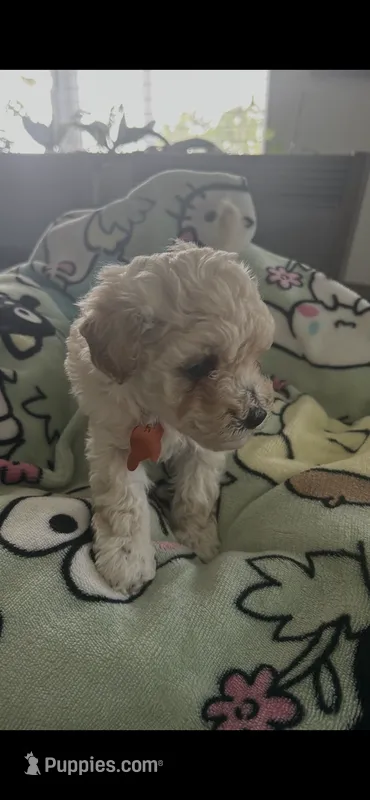 Charly – Maltipoo puppy for sale in Jacksonville, FL