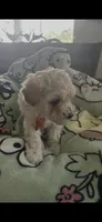 Charly, a male Maltipoo for sale in Jacksonville, FL – 1 of 1