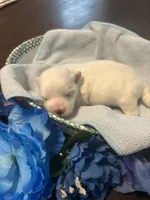 Blue, a male Maltese for sale in Jacksonville, FL – 8 of 10