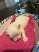 Pink, a female Maltese for sale in Jacksonville, FL – 3 of 5