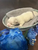 Snow, a male Maltese for sale in Jacksonville, FL – 2 of 8