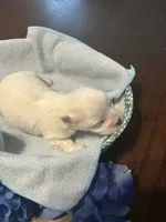 Blue, a male Maltese for sale in Jacksonville, FL – 10 of 10