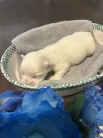 Snow, a male Maltese for sale in Jacksonville, FL – 3 of 8