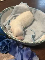 Blue, a male Maltese for sale in Jacksonville, FL – 7 of 10
