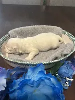 Snow, a male Maltese for sale in Jacksonville, FL – 8 of 8
