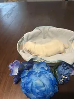 Blue, a male Maltese for sale in Jacksonville, FL – 4 of 10